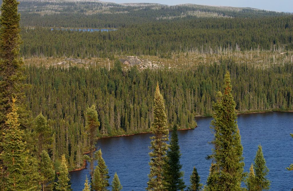 Aerial view of a boreal forest, also known as taiga, which is a biome characterized by coniferous forests consisting mostly of pines, spruces, and larches. It is the world's largest land biome, spanning across northern regions such as Canada, Alaska, and Russia, and plays a crucial role in the Earth's climate by acting as a significant carbon sink.